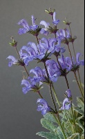 Salvia cyanescens